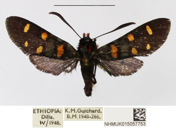 /filer/webapps/moths/media/images/C/cyanoxantha_Arniocera_AM_NHMUK_02.jpg
