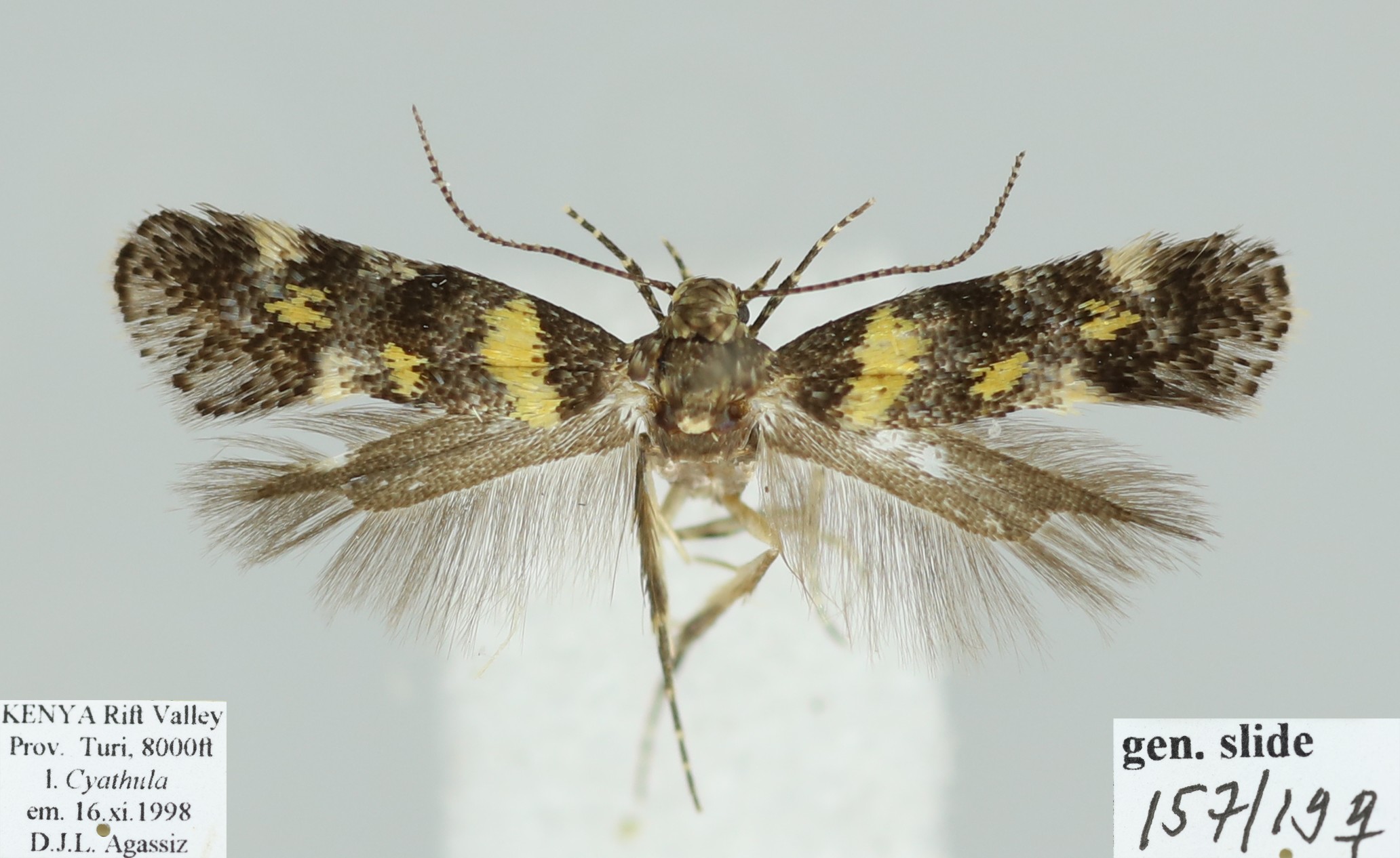 /filer/webapps/moths/media/images/C/cyathula_Chrysoesthia_FPT_D._Agassiz.jpg