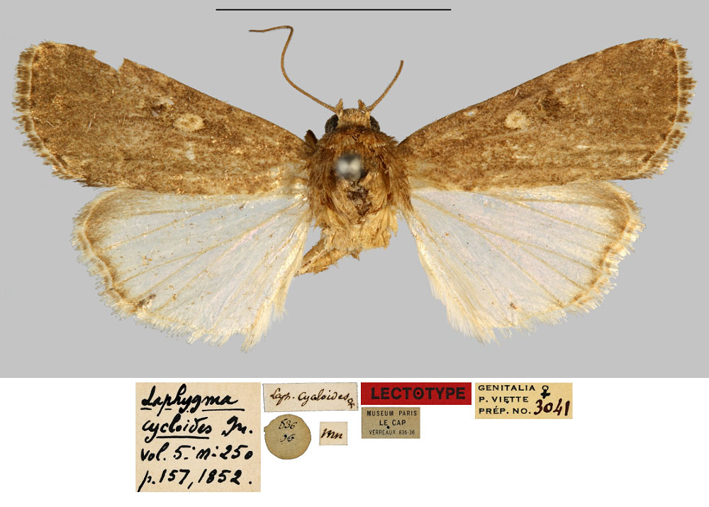 /filer/webapps/moths/media/images/C/cycloides_Laphygma_LT_MNHN.jpg