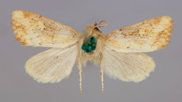 /filer/webapps/moths/media/images/C/cyclophora_Pirateolea_A_RMCA_01.jpg
