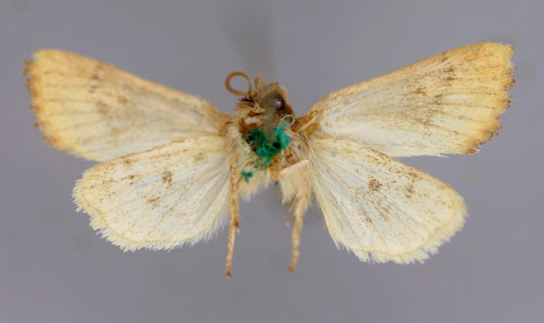 /filer/webapps/moths/media/images/C/cyclophora_Pirateolea_A_RMCA_02.jpg