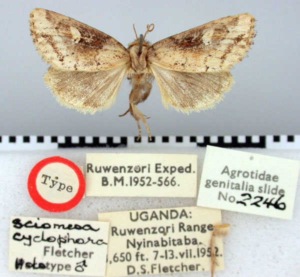 /filer/webapps/moths/media/images/C/cyclophora_Sciomesa_HT_BMNH.jpg