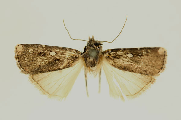 /filer/webapps/moths/media/images/C/cyclops_Euxootera_A_RMCA.jpg