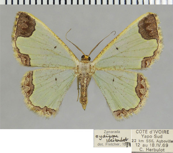 /filer/webapps/moths/media/images/C/cydippe_Zamarada_AF_ZSM.jpg