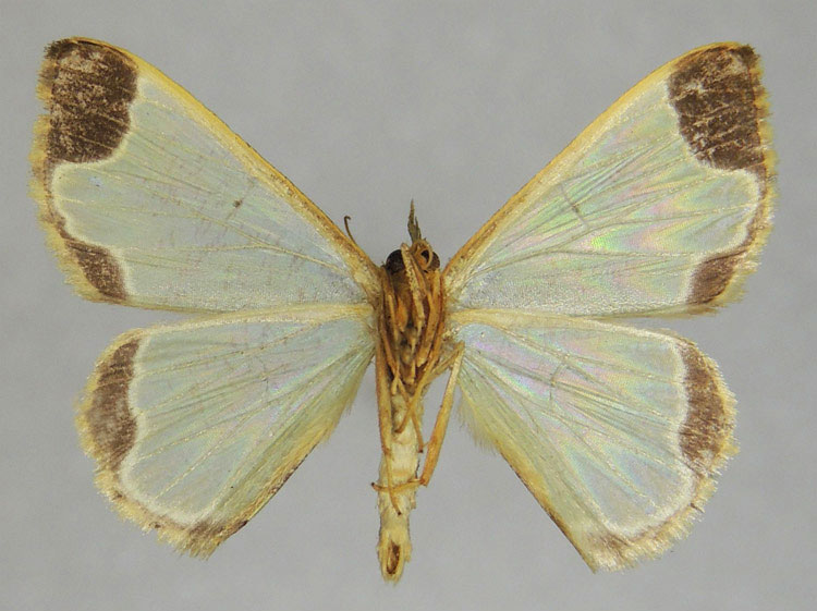 /filer/webapps/moths/media/images/C/cydippe_Zamarada_PTM_ZSMb.jpg