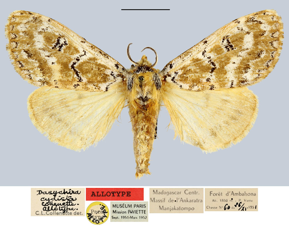 /filer/webapps/moths/media/images/C/cydista_Dasychira_AT_MNHN.jpg