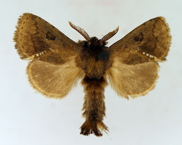 /filer/webapps/moths/media/images/C/cymaphora_Metarbela_AM_TMSA.jpg