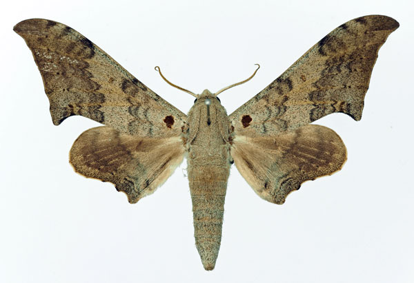 /filer/webapps/moths/media/images/C/cymatodes_Falcatula_AF_Basquin.jpg