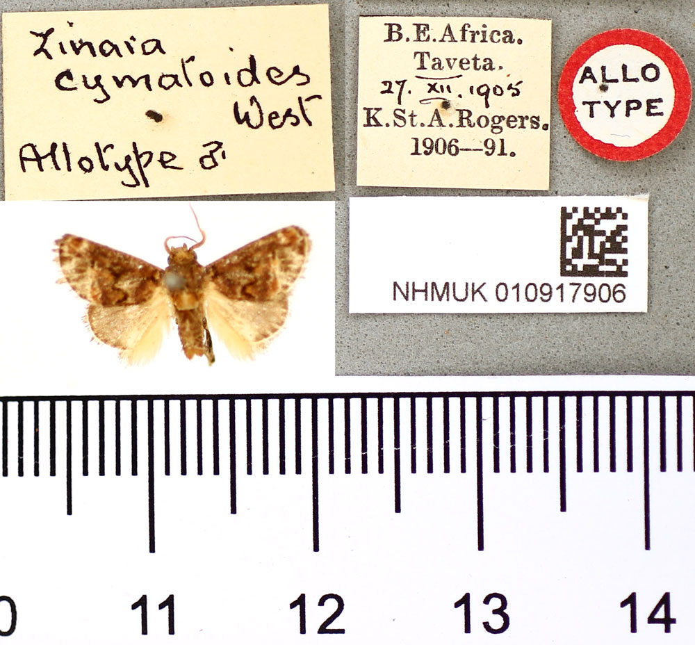 /filer/webapps/moths/media/images/C/cymatoides_Zinara_AT_BMNH.jpg