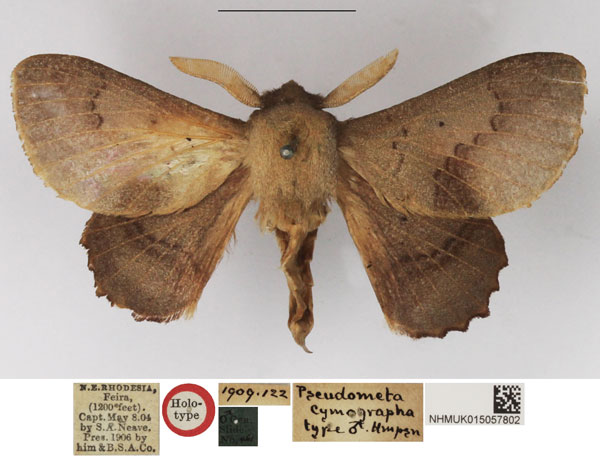 /filer/webapps/moths/media/images/C/cymographa_Pseudometa_HT_NHMUK.jpg