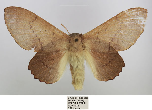 /filer/webapps/moths/media/images/C/cymographa_Stenophatna_AF_TMSA_01.jpg