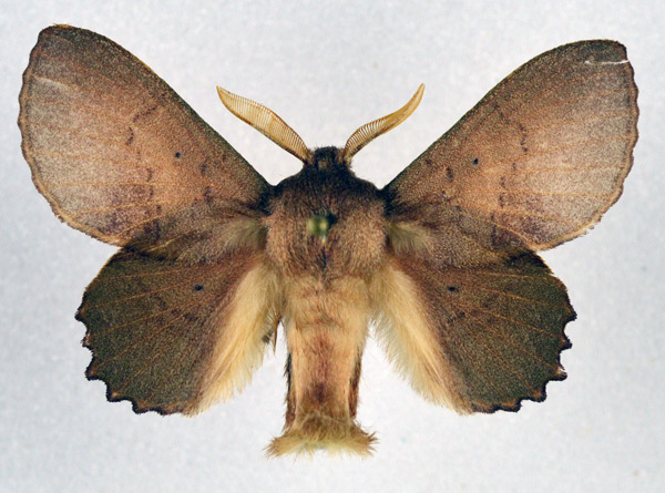 /filer/webapps/moths/media/images/C/cymographa_Stenophatna_AM_NHMO.jpg