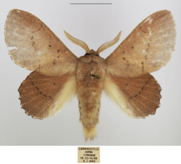 /filer/webapps/moths/media/images/C/cymographa_Stenophatna_AM_TMSA_01.jpg