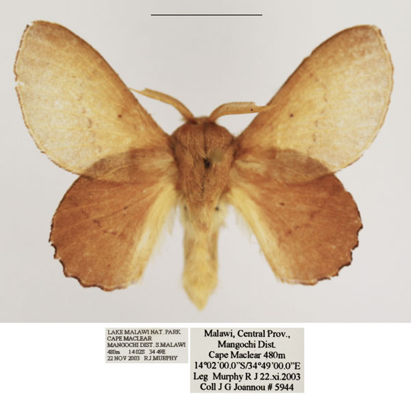 /filer/webapps/moths/media/images/C/cymographa_Stenophatna_AM_TMSA_02.jpg