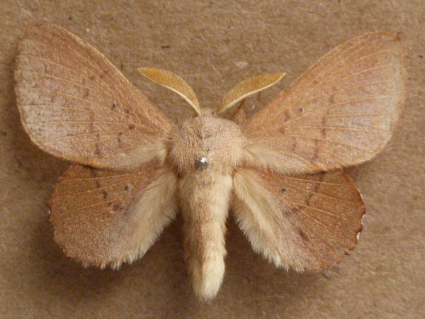 /filer/webapps/moths/media/images/C/cymographa_Stenophatna_A_Butler.JPG