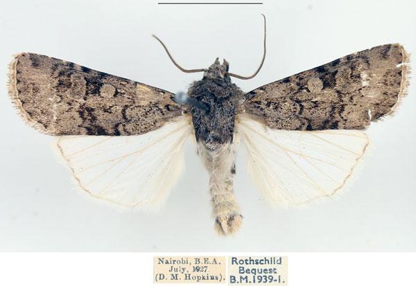 /filer/webapps/moths/media/images/C/cymograpta_Euxoa_AM_BMNH.jpg