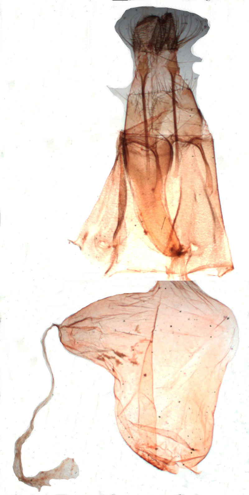 /filer/webapps/moths/media/images/C/cymograpta_Euxoa_GFST_BMNH_1069.jpg
