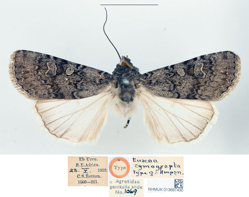 /filer/webapps/moths/media/images/C/cymograpta_Euxoa_HT_BMNH.jpg