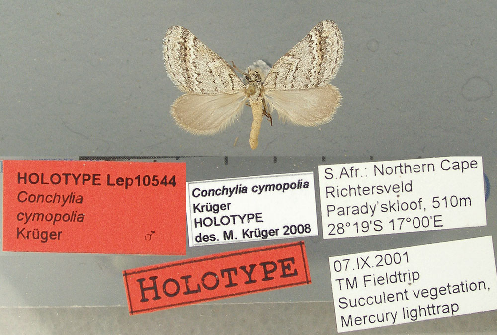 /filer/webapps/moths/media/images/C/cymopolia_Conchylia_HT_TMSA.jpg