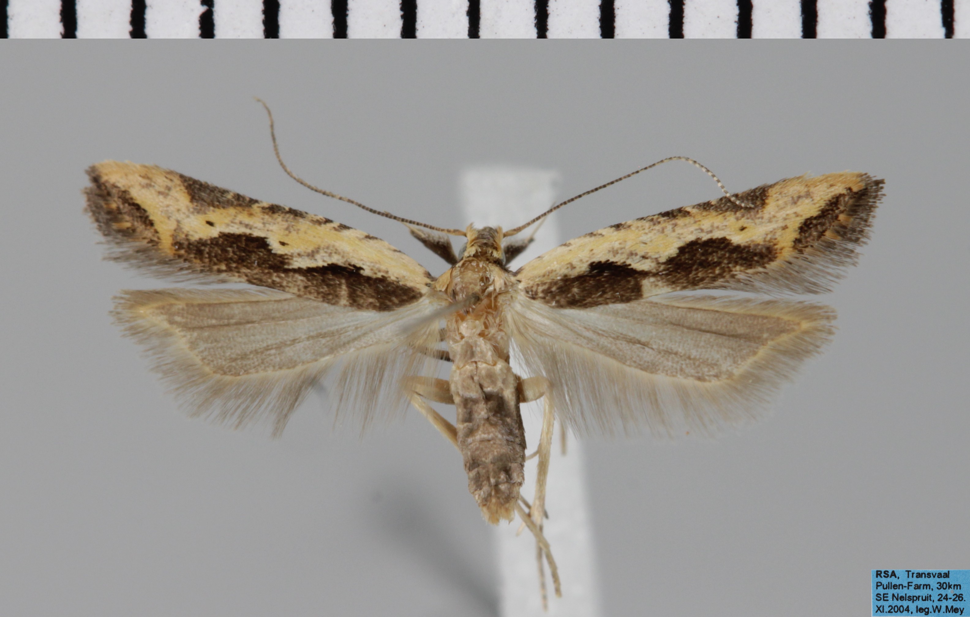 /filer/webapps/moths/media/images/C/cymotrocha_Dichomeris_AM_MfN.jpg