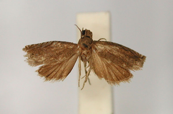 /filer/webapps/moths/media/images/C/cynicopis_Fulcrifera_LT_RMCA_01.jpg