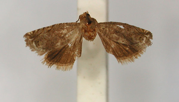 /filer/webapps/moths/media/images/C/cynicopis_Fulcrifera_PLT_RMCA_01.jpg