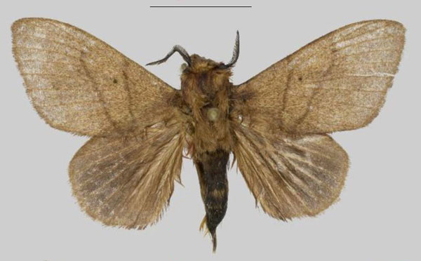 /filer/webapps/moths/media/images/C/cynthia_Leptometa_HT_Mueller.jpg