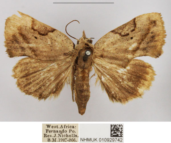 /filer/webapps/moths/media/images/C/cyphonota_Odontestis_AF_NHMUK.jpg