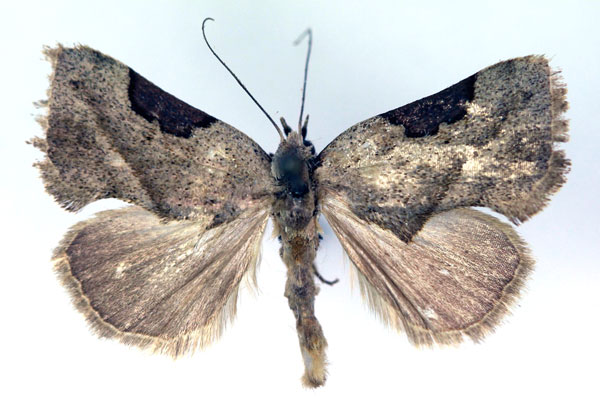 /filer/webapps/moths/media/images/C/cyphonota_Odontestis_A_RMCA.jpg