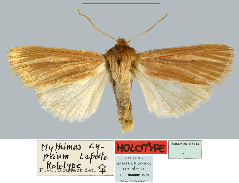 /filer/webapps/moths/media/images/C/cyprium_Mythimna_HT_MNHN.jpg