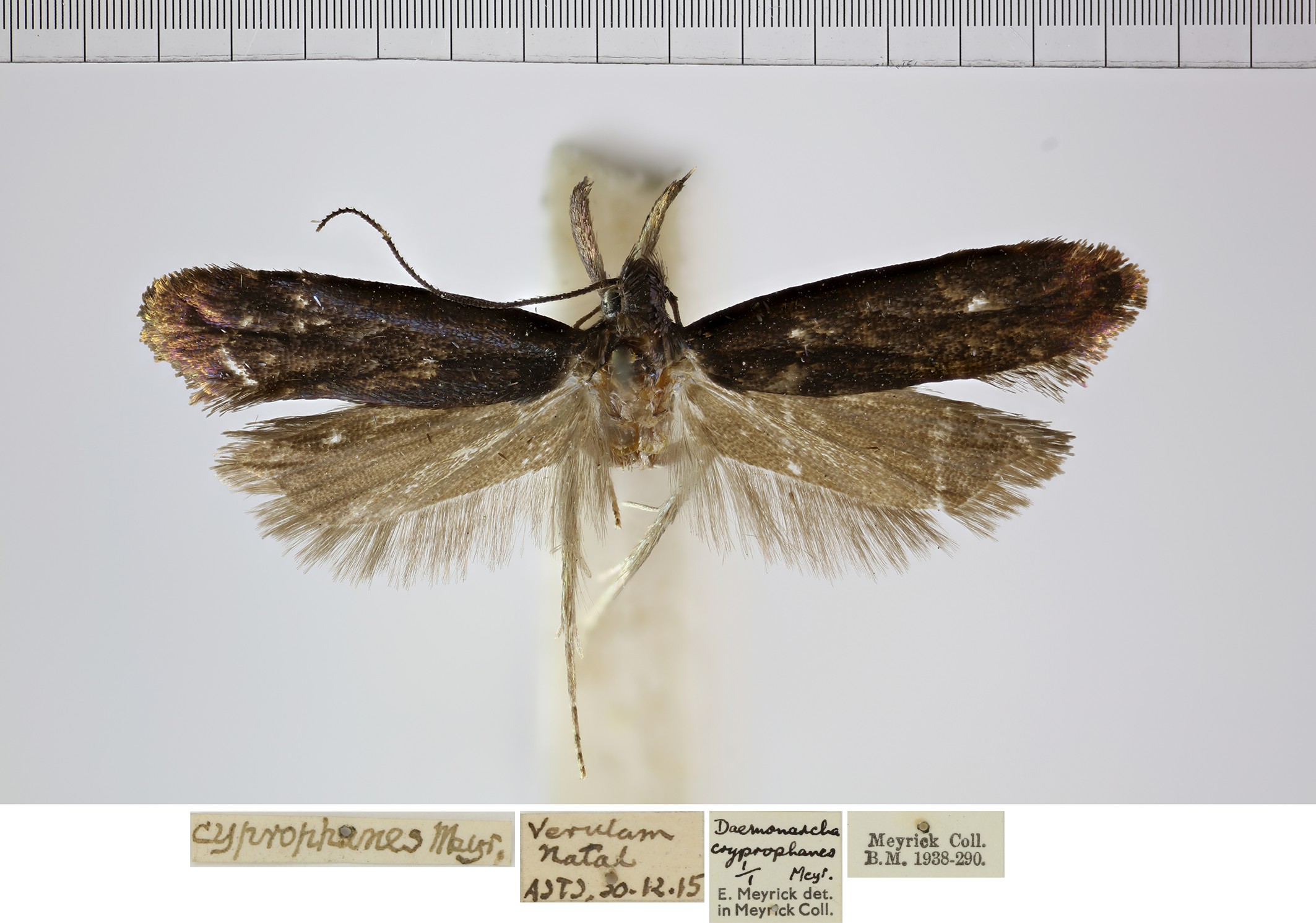 /filer/webapps/moths/media/images/C/cyprophanes__Dichomeris_AM_NHMUK.jpg