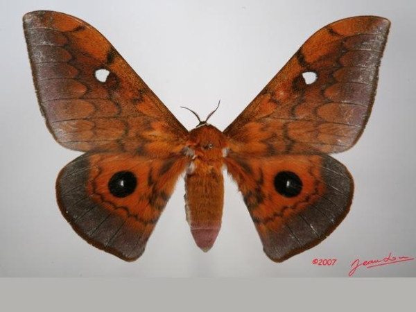 /filer/webapps/moths/media/images/C/cyrene_Pseudobunaea_AF_Alberta_01.jpg