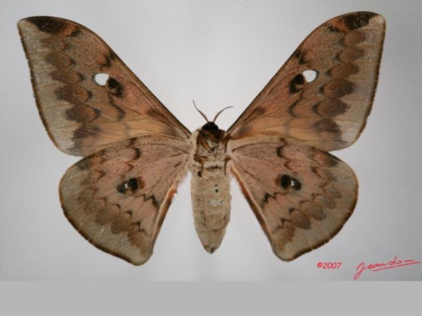 /filer/webapps/moths/media/images/C/cyrene_Pseudobunaea_AF_Albertb_01.jpg