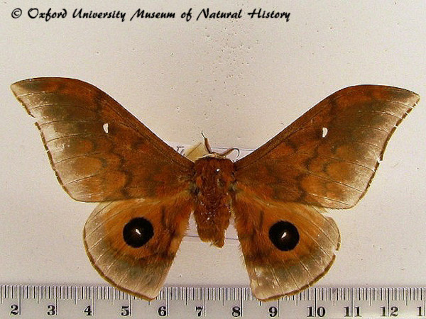 /filer/webapps/moths/media/images/C/cyrene_Pseudobunaea_AM_OUMNH.jpg