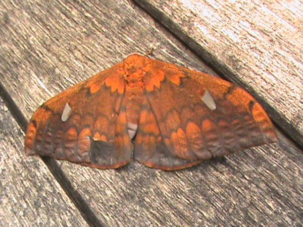 /filer/webapps/moths/media/images/C/cyrene_Pseudobunaea_A_Guyonnet.jpg