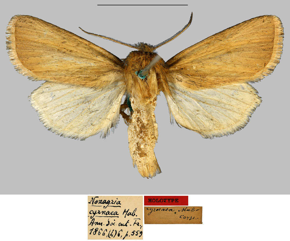 /filer/webapps/moths/media/images/C/cyrnaea_Nonagria_HT_MNHN.jpg