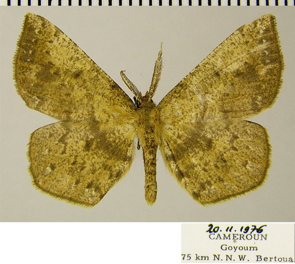 /filer/webapps/moths/media/images/C/cyrtogramma_Geolyces_AM_ZSMa.jpg