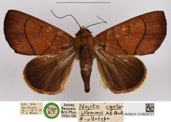 /filer/webapps/moths/media/images/C/cyrtogramma_Negeta_AT_NHMUK.jpg