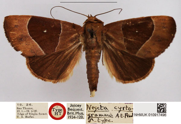 /filer/webapps/moths/media/images/C/cyrtogramma_Negeta_HT_NHMUK.jpg