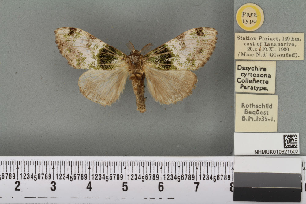 /filer/webapps/moths/media/images/C/cyrtozona_Dasychira_PTM_BMNH_01a.jpg