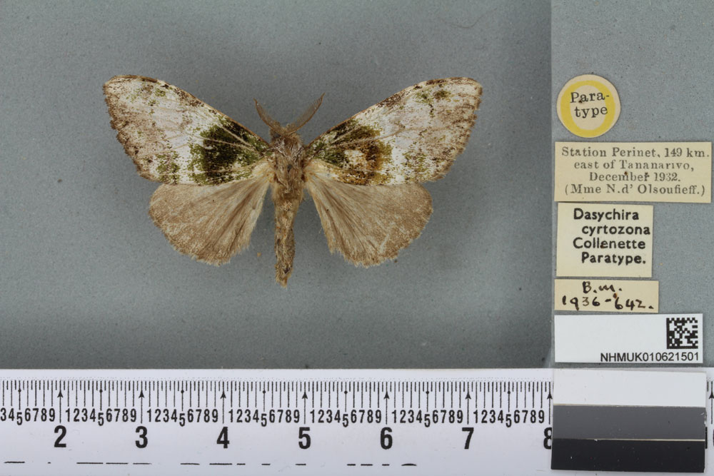 /filer/webapps/moths/media/images/C/cyrtozona_Dasychira_PTM_BMNH_02a.jpg