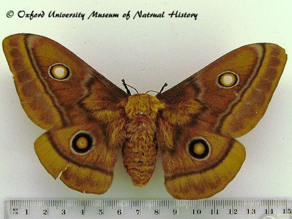 /filer/webapps/moths/media/images/C/cytherea_Gonimbrasia_AF_OUMNH_03.jpg