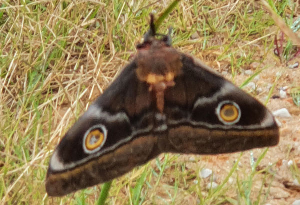 /filer/webapps/moths/media/images/C/cytherea_Gonimbrasia_AM_Haigh.jpg
