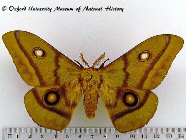 /filer/webapps/moths/media/images/C/cytherea_Gonimbrasia_AM_OUMNH_01.jpg