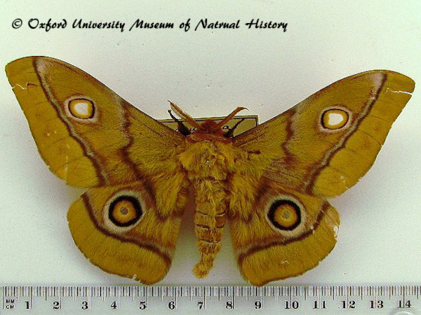 /filer/webapps/moths/media/images/C/cytherea_Gonimbrasia_AM_OUMNH_02.jpg