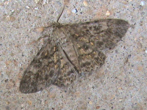 /filer/webapps/moths/media/images/D/dactylata_Cleora_A_Guyonnet_01.jpg