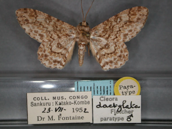 /filer/webapps/moths/media/images/D/dactylata_Cleora_PT_RMCA_01.jpg