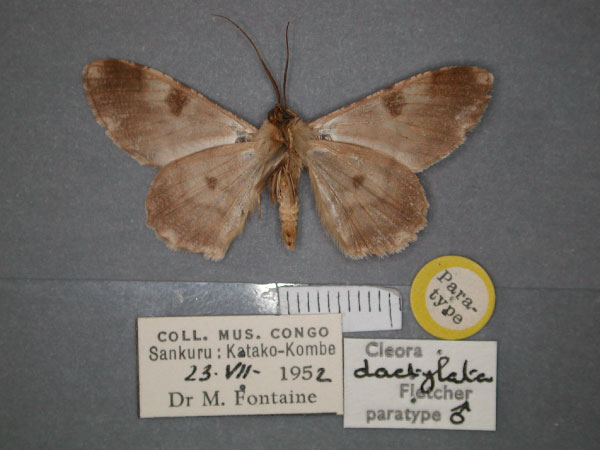 /filer/webapps/moths/media/images/D/dactylata_Cleora_PT_RMCA_02.jpg