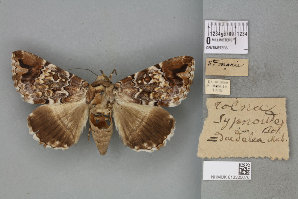 /filer/webapps/moths/media/images/D/daedalea_Ophiusa_AF_BMNH_01a.jpg