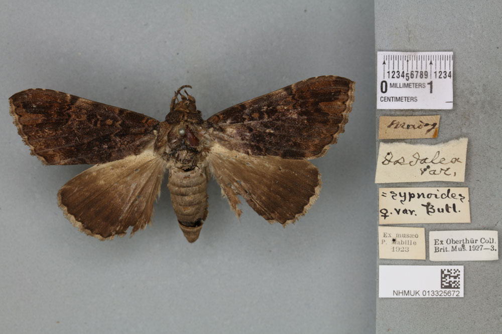 /filer/webapps/moths/media/images/D/daedalea_Ophiusa_AF_BMNH_02a.jpg